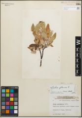 Foto von Salix glauca L.